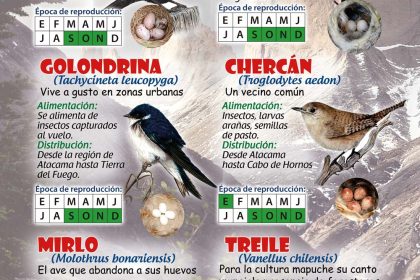 afiche-muestra-aves-escuela-corel