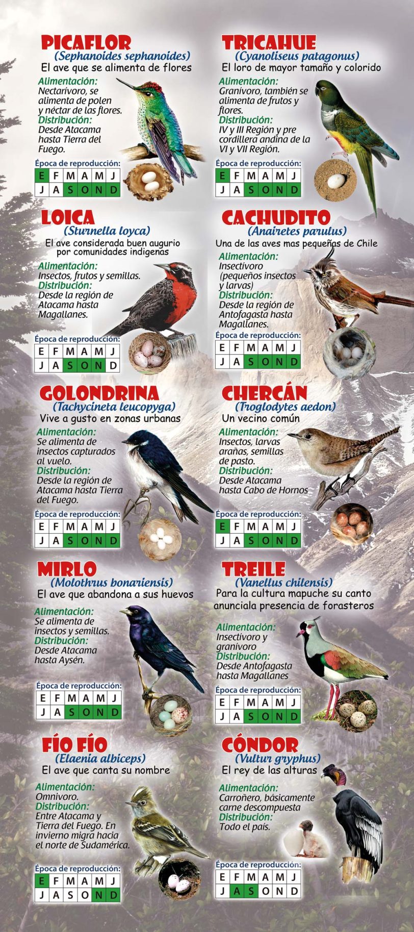 afiche-muestra-aves-escuela-corel