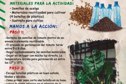 afiche-huertos-verticales-germinacion-de-semillas-de-acelga