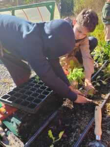 Estudiantes trasplantando vegetales