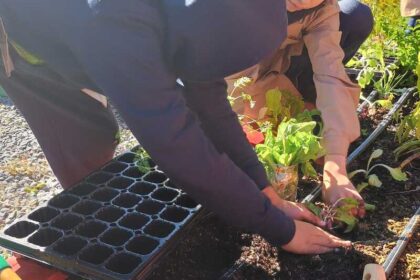 Estudiantes trasplantando vegetales