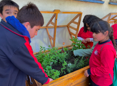 Niños cultivando plantas medicinales